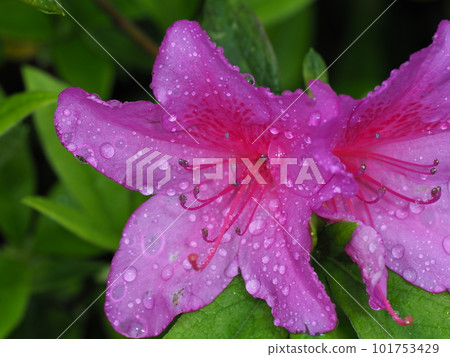 Moist and wet azalea flowers after the rain 101753429