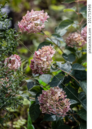 Hydrangea arborescens Incrediball Blush, Sweet Annabelle in garden flowers Hydrangea arborescens Incrediball Blush, Sweet Annabelle in garden flowers 101753496
