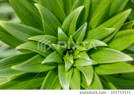 macro image young green lily leaves close-up 101753531