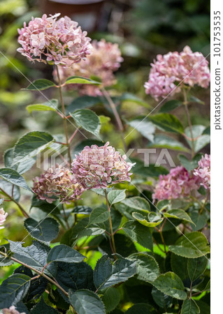 Hydrangea arborescens Incrediball Blush, Sweet Annabelle in garden flowers 101753535