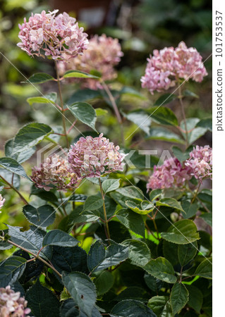 Hydrangea arborescens Incrediball Blush, Sweet Annabelle in garden flowers Hydrangea arborescens Incrediball Blush, Sweet Annabelle in garden flowers 101753537