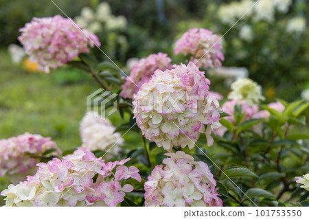 Hydrangea paniculata sort Fraise Melba hydrangea with pink flowers blooms in the garden in summer 101753550