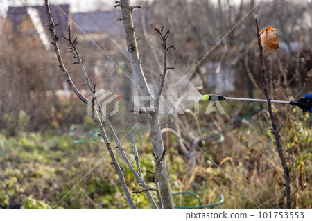 Using chemicals in the garden orchard gardener applying an insecticide a fertilizer to his fruit shrubs, using a sprayer 101753553