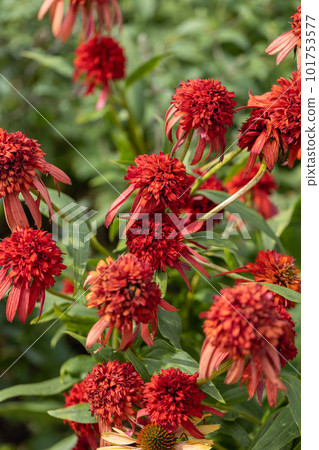 closeup of a Echinacea Hot Papaya flower head closeup of a Echinacea Hot Papaya flower head 101753577