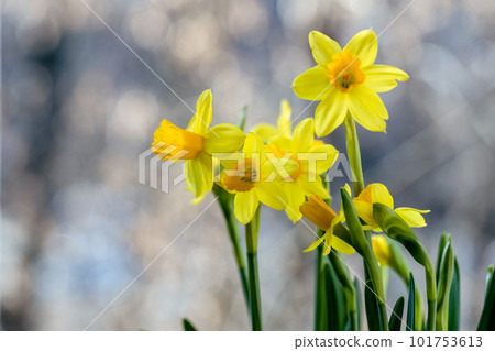 Beautiful Spring banner with fresh yellow daffodil flowers grow in pot on windowsill 101753613