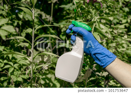 treatment in the garden of young shoots of roses from aphids, whiteflies and insect pests treatment in the garden of young shoots of roses from aphids, whiteflies and insect pests 101753647