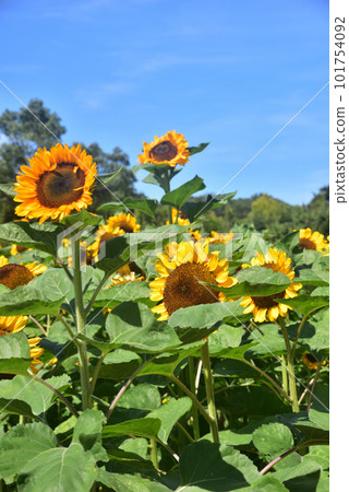 盛開的向日葵,夏天的形象 盛開的向日葵,夏天的形象 101754092