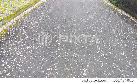 This year's cherry blossoms are over This year's cherry blossoms are over 101754096