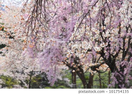 長野縣飯田市的風越公園（權助）盛開的櫻花 [八重紅垂枝櫻花] [野櫻花] 101754135