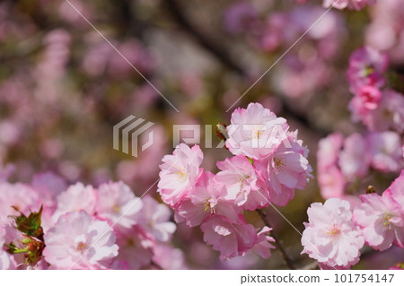 Close-up of double-bloom cherry blossoms in full bloom Close-up of double-bloom cherry blossoms in full bloom 101754147