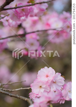 Close-up of double-bloom cherry blossoms in full bloom 101754153