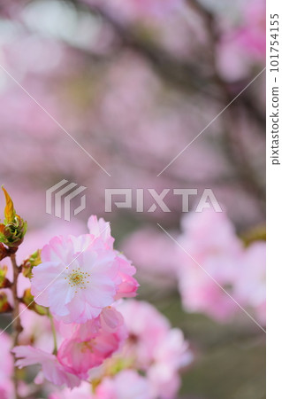 Close-up of double-bloom cherry blossoms in full bloom Close-up of double-bloom cherry blossoms in full bloom 101754155
