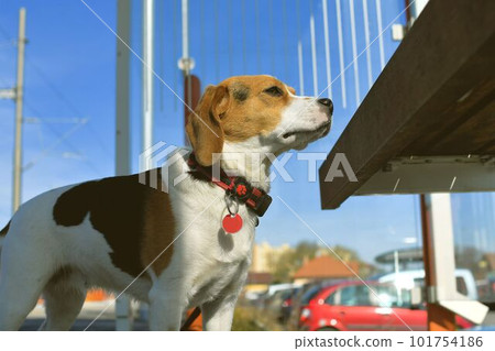 The beagle dog waits sadly at the station. The concept of loyalty, abandonment and canine friendship. A dog devotedly waiting for its master. The beagle dog waits sadly at the station. The concept of loyalty, abandonment and canine friendship. A dog devotedly waiting for its master. 101754186