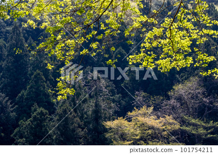 The season of fresh green on the shores of Lake Shima, Gunma Prefecture 101754211