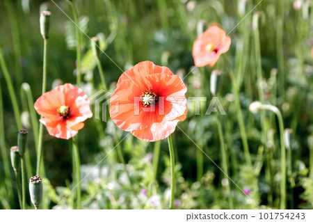 清晨的斜光照亮被晨露浸濕的罌粟花瓣 101754243