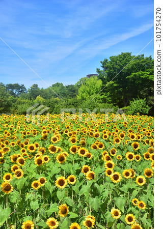 盛開的向日葵，夏天的形象 101754270