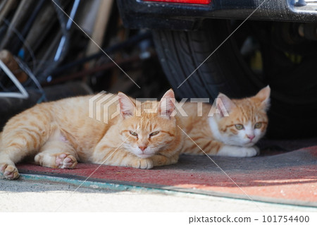 Cute kittens of stray cats settled in the house of kind residents Cute kittens of stray cats settled in the house of kind residents 101754400