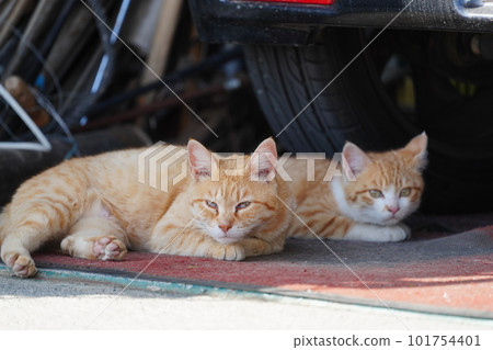 Cute kittens of stray cats settled in the house of kind residents Cute kittens of stray cats settled in the house of kind residents 101754401