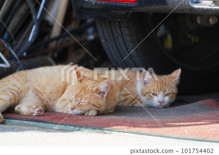 Cute kittens of stray cats settled in the house of kind residents Cute kittens of stray cats settled in the house of kind residents 101754402