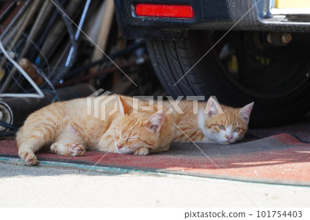 Cute kittens of stray cats settled in the house of kind residents Cute kittens of stray cats settled in the house of kind residents 101754403