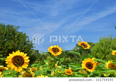 盛開的向日葵,夏天的形象 盛開的向日葵,夏天的形象 101754545
