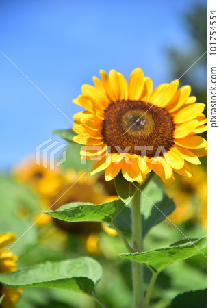 Sunflower in full bloom, summer image 101754554