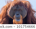 Close-up of an orangutan looking at you 101754666