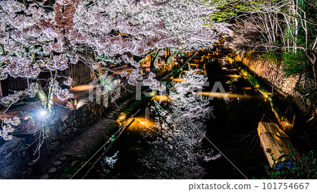 春天燈火通明的櫻花 101754667