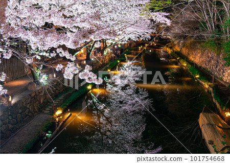 春天燈火通明的櫻花 101754668