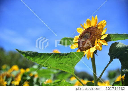 盛開的向日葵,夏天的形象 盛開的向日葵,夏天的形象 101754682