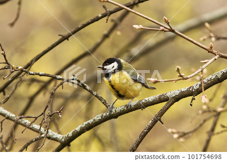 Parus Major, Great Tit sitting on a branch of a tree in the spring day. Parus Major, Great Tit sitting on a branch of a tree in the spring day. 101754698