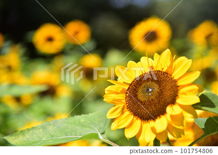 盛開的向日葵,夏天的形象 盛開的向日葵,夏天的形象 101754806