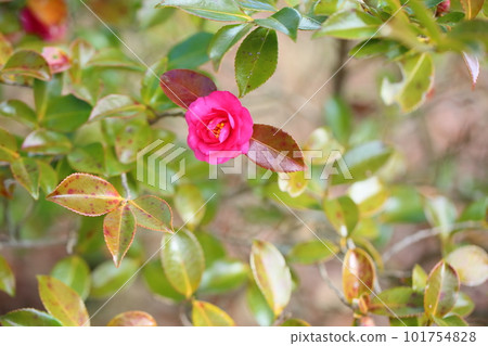 Cold camber flowers 101754828