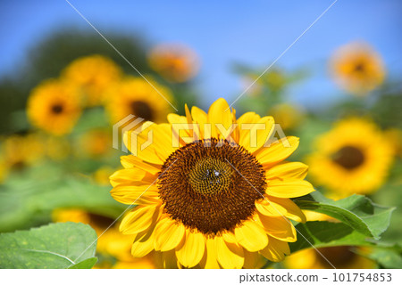 Sunflower in full bloom, summer image Sunflower in full bloom, summer image 101754853
