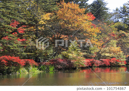 Autumn leaves of the cloud pool pond 101754867