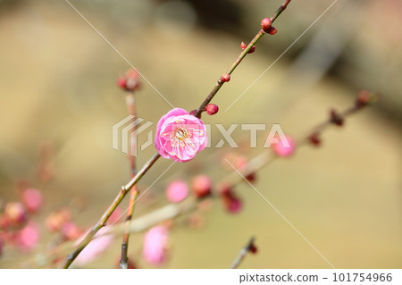 Unopened red plum blossom Unopened red plum blossom 101754966