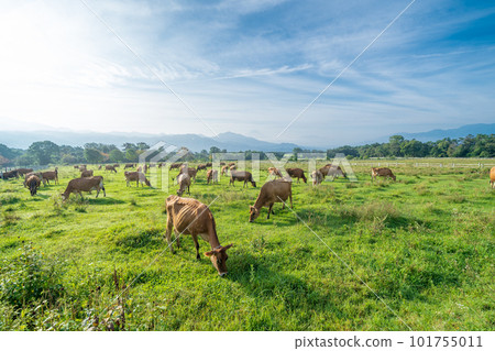 在山梨縣澤西牧場的 Seisenryo 農場放牧的奶牛 在山梨縣澤西牧場的 Seisenryo 農場放牧的奶牛 101755011