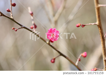 Red flower red flower Kagoshima crimson 101755159