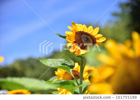 Sunflower in full bloom, summer image Sunflower in full bloom, summer image 101755199
