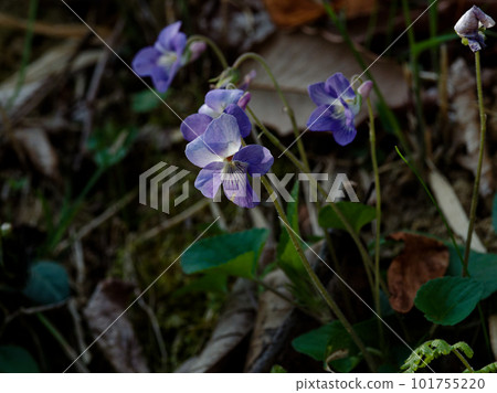 Scent of violets Scented violets Scent of violets Scented violets 101755220