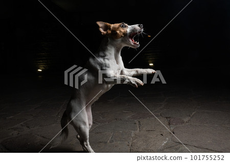 Funny Jack Russell Terrier dog catches dry food on the fly. 101755252