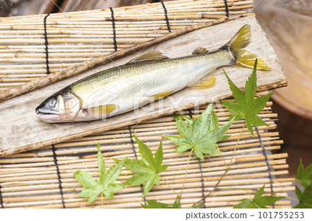 Fresh sweetfish Ayu river fish 101755253