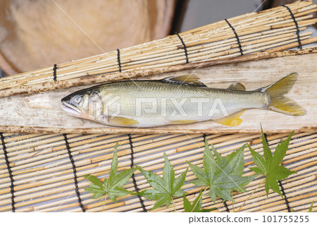 Fresh sweetfish Ayu river fish 101755255