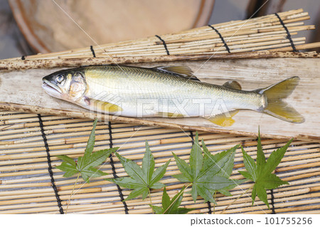 Fresh sweetfish Ayu river fish Fresh sweetfish Ayu river fish 101755256