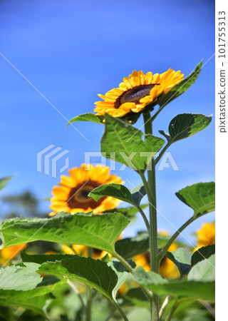 Sunflower in full bloom, summer image Sunflower in full bloom, summer image 101755313