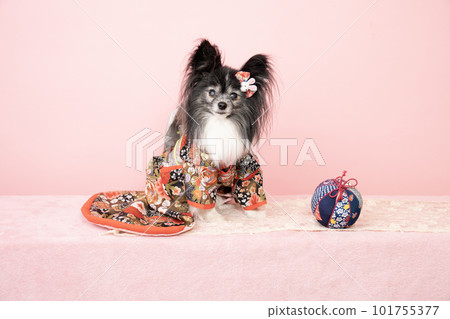 Papillon 穿著粉紅色的背和和服 Papillon 穿著粉紅色的背和和服 101755377
