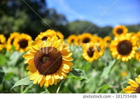盛開的向日葵,夏天的形象 盛開的向日葵,夏天的形象 101755486