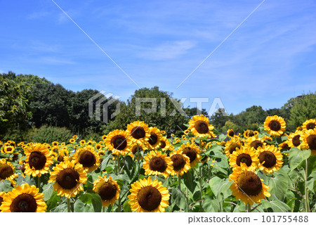 Sunflower in full bloom, summer image Sunflower in full bloom, summer image 101755488