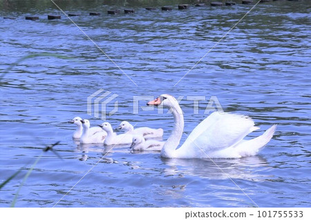 Mute swan parent and child take a walk Mute swan parent and child take a walk 101755533