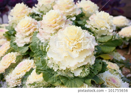 Habotan flowers 101755656